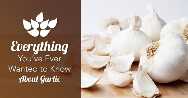 Everything you didn't know about garlic